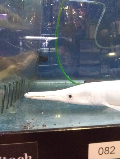 Pet Supply Store «Monster Aquarium Inc.», reviews and photos, 131-08 40 Rd, Flushing, NY 11354, USA