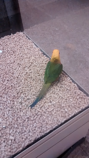 Pet Supply Store «PetSmart», reviews and photos, 2818 S Louise Ave, Sioux Falls, SD 57106, USA