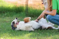 AZ Canine Centers - Car repair in Mesa, AZ, Mesa - Rated 4.6/5