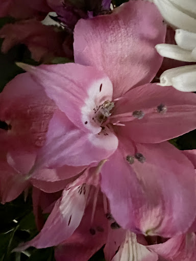 Florist «Jandrich Floral», reviews and photos, 976 7th St W, St Paul, MN 55102, USA