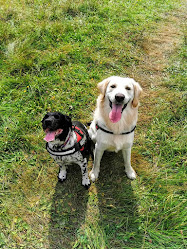 Lead the Way - Dog Walking and Pet Care Services