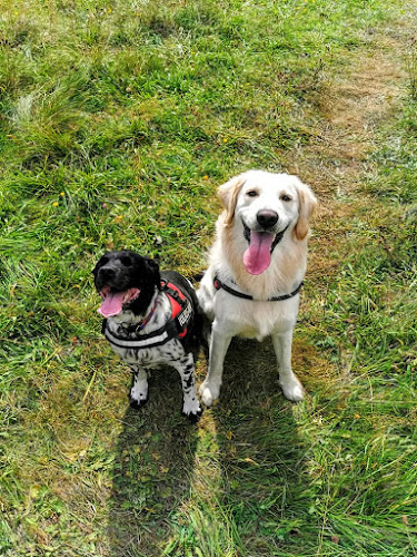 Lead the Way - Dog Walking and Pet Care Services