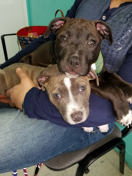 Ragged Mountain Veterinarian