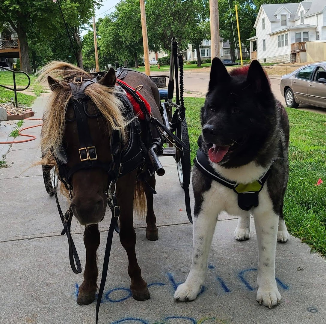 Dog and Pony School
