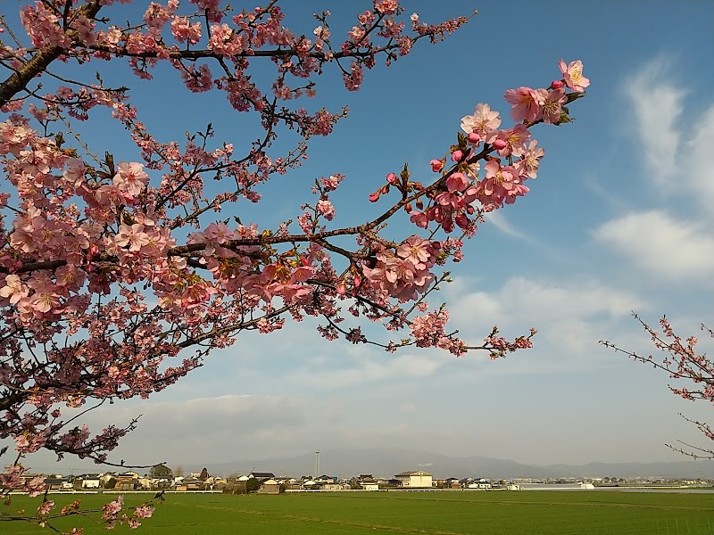 久留米宮ノ陣町の桜並木