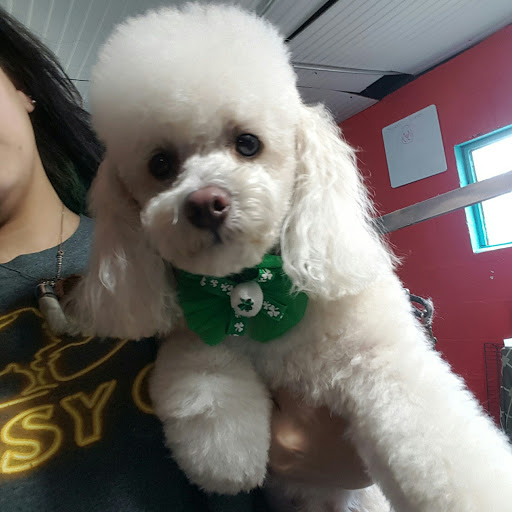 Pet Groomer «Precious Paws Pet Grooming», reviews and photos, 1807 Franklin St, Michigan City, IN 46360, USA