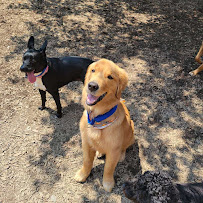 Boston Dog Butlers - Photo 3 - Car repair in Boston, MA, Boston