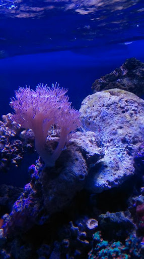 Aquarium Shop «Apex Aquarium», reviews and photos, 11111 N Central Expy, Dallas, TX 75243, USA