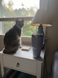 Lighthouse Animal Shelter - Photo 7 - Car repair in New Bedford, MA, New Bedford