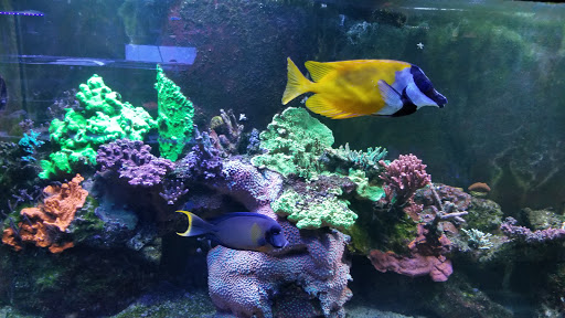 Pet Store «Fish Aquariums & Stuff», reviews and photos, 6112 W Fairview Ave, Boise, ID 83704, USA