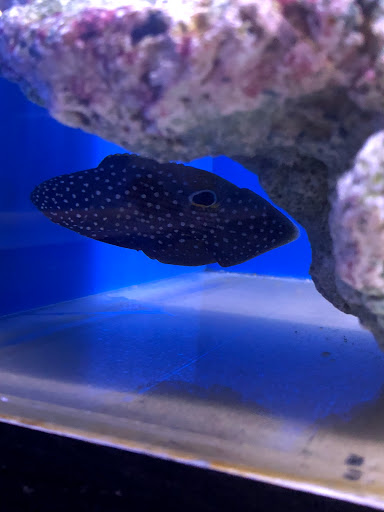 Pet Store «Pet Town», reviews and photos, 7804 Florence Ave, Downey, CA 90240, USA