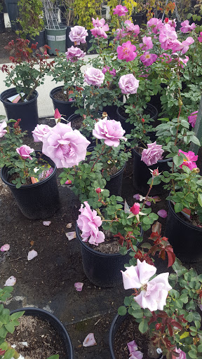 Gift Shop «Blue Hills Nursery & Gift Shop», reviews and photos, 16440 Whittier Blvd, Whittier, CA 90603, USA