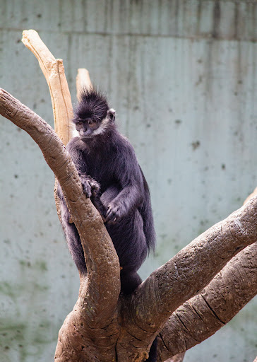 Zoo «Lied Jungle», reviews and photos, 916 D St, Omaha, NE 68107, USA