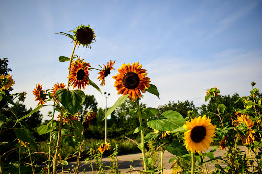 Park «Lake Erie Metropark», reviews and photos, 32481 W Jefferson Ave, Brownstown Charter Twp, MI 48173, USA