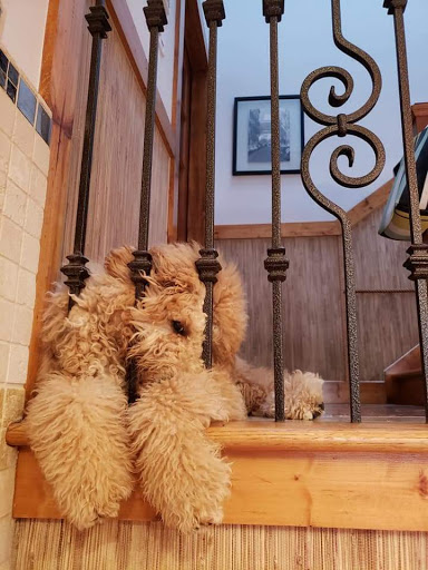 Dog Breeder «Petland Dunwoody», reviews and photos, 4733 Ashford Dunwoody Rd NE, Dunwoody, GA 30338, USA