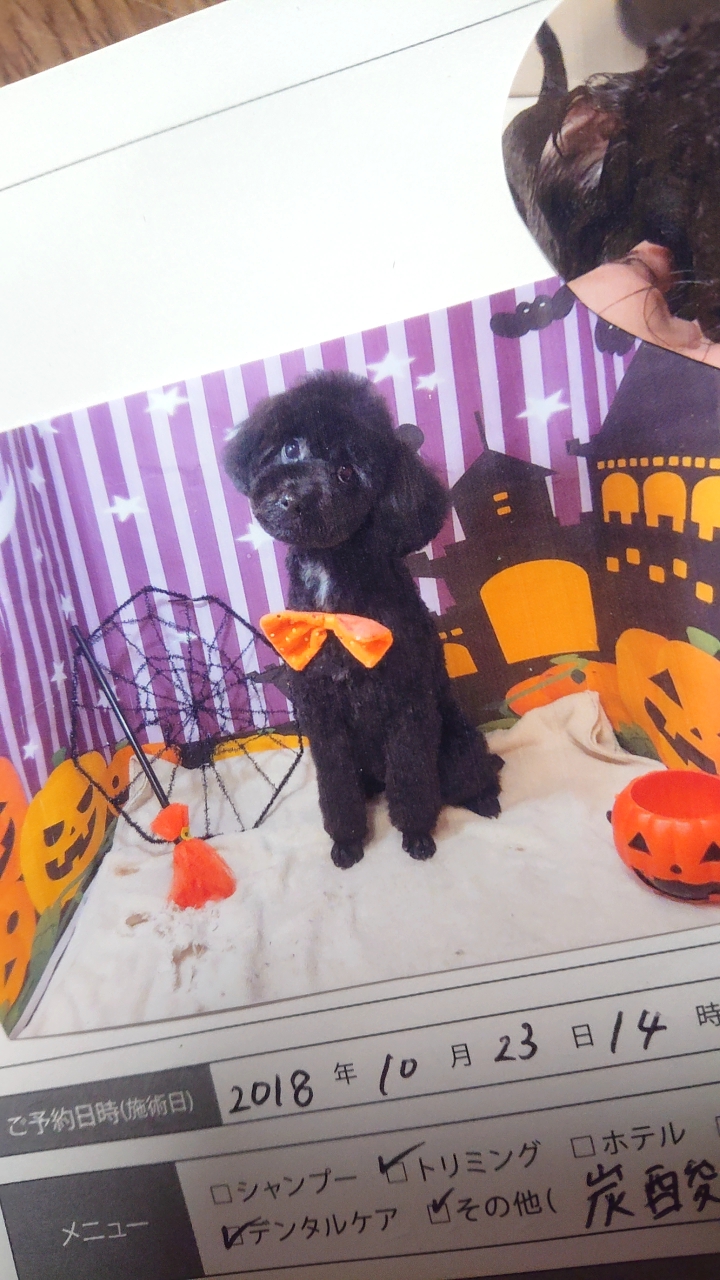 ソプラ銀座 吉祥寺店 東京都武蔵野市吉祥寺東町 ペットショップ ペット グルコミ