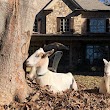 Buckhead Goats™ Farmhouse