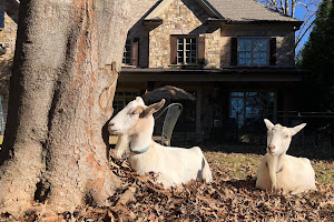 Buckhead Goats™ Farmhouse