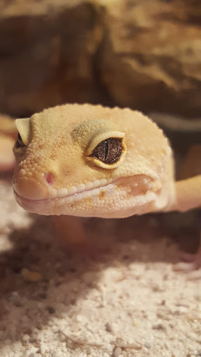 Pet Supply Store «Petco Animal Supplies», reviews and photos, 1530 Black Lake Blvd SW D, Olympia, WA 98502, USA