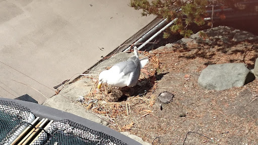 Gift Shop «Seattle Aquarium Gift Store», reviews and photos, 1483 Alaskan Way, Seattle, WA 98101, USA