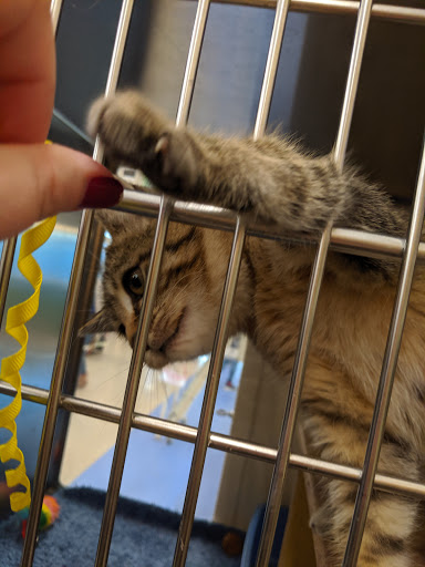 Pet Supply Store «PetSmart», reviews and photos, 5011 Grande Shops Ave, Medina, OH 44256, USA