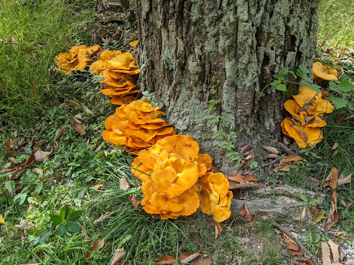 Winery «Sugarloaf Mountain Vineyard», reviews and photos, 18125 Comus Rd, Dickerson, MD 20842, USA