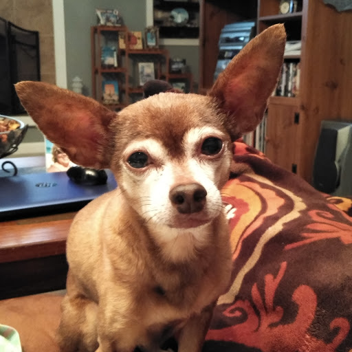 Pet Supply Store «Pet Supplies Plus», reviews and photos, 7954 Brewerton Rd #400, Cicero, NY 13039, USA