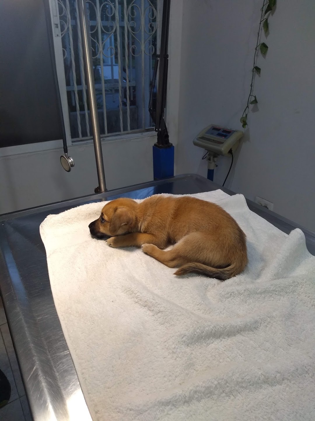 Clinica Veterinaria El Mundo De Las Mascotas