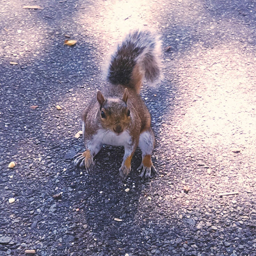 Park «Asser Levy Park», reviews and photos, 302 Sea Breeze Ave, Brooklyn, NY 11224, USA