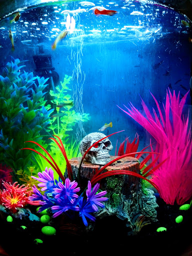 Pet Supply Store «Petco Animal Supplies», reviews and photos, 233 S Stewart Rd, Liberty, MO 64068, USA