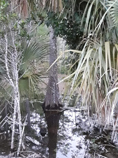 Nature Preserve «Karen T. Marcus Sandhill Crane Access Park», reviews and photos, 8175 PGA Boulevard, Palm Beach Gardens, FL 33418, USA