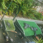 Photo n°5 de l'avis de Road.r fait le 17/06/2023 à 13:49 sur le  Hotel Olivi à Sirmione