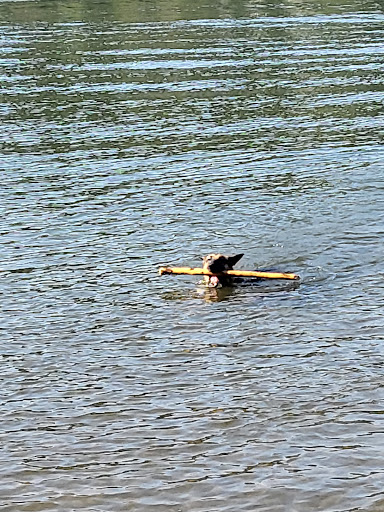 Park «Sellwood Riverfront Park», reviews and photos, SE Oaks Park Way, Portland, OR 97202, USA