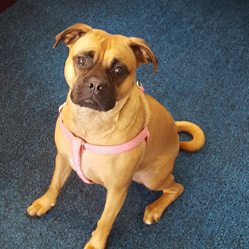 Pet Supply Store «PetSmart», reviews and photos, 1800 Evans Rd, Melbourne, FL 32904, USA