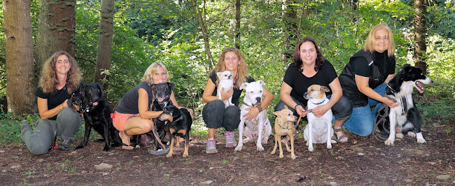 Hundeschule DOGS4LIFE - Hundeschule