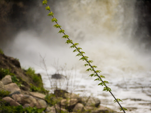 Garden «Minnehaha Falls (Hiawatha Statue)», reviews and photos, 4801 S Minnehaha Park Dr, Minneapolis, MN 55417, USA