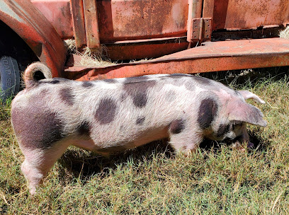 Glarner Farms Show Pigs