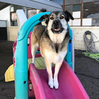 Canine To Five - Photo 9 - Car repair in Ferndale, MI, Detroit