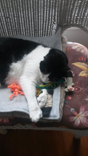 Pet Store «Paws Pet Boutique», reviews and photos, 106 Main St, Amesbury, MA 01913, USA