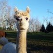 *No Apples!* Apple Hill Farm - Alpaca Farm - Reservations Required for tours