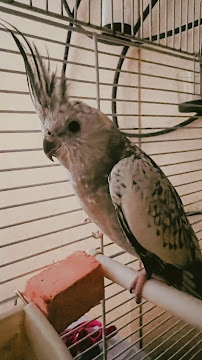 Quality pet sitting - Photo 7 - Car repair in Houston, TX, Houston