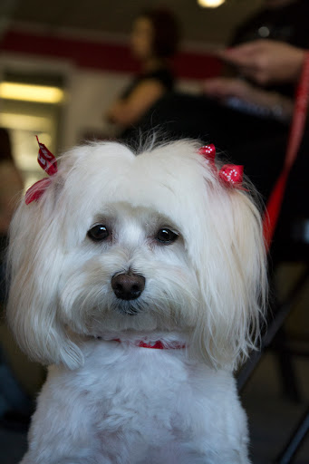 Pet Supply Store «PetSmart», reviews and photos, 5890 Trussville Crossings Pkwy, Birmingham, AL 35235, USA