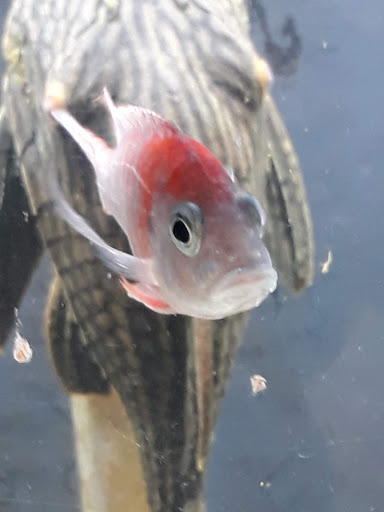 Pet Store «Animal Ark Pet Stores», reviews and photos, 33 Center St, Orem, UT 84057, USA