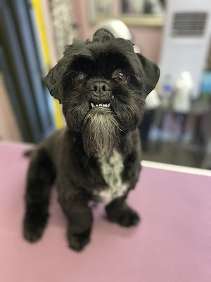 Gizmos Groom Room
