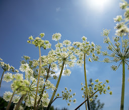 Naturgarten Liebigstraße photo