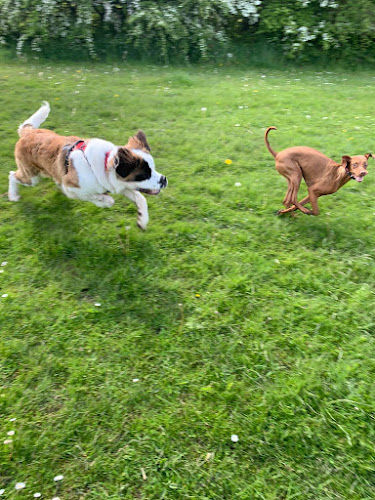 Reviews of Dog Paw in Leeds - Dog trainer