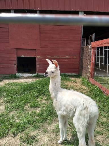 Zoo «Petting zoo Ocala», reviews and photos, 11150 FL-40, Ocala, FL 34482, USA