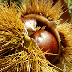 Photo n°3 de l'avis de Mag.o fait le 18/10/2018 à 13:17 sur le  Il Bacher in fiore S.r.l.s. à Berceto