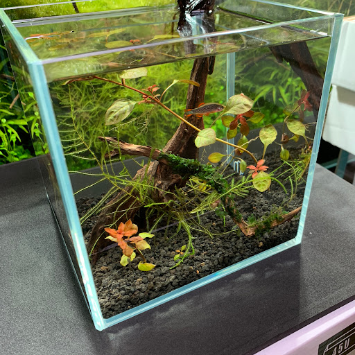 Tropical Fish Store «Aquarium Zen», reviews and photos, 920 NE 64th St, Seattle, WA 98115, USA