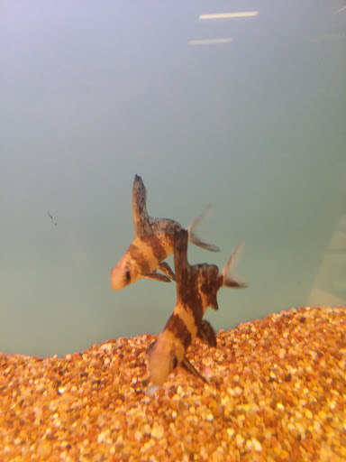 Pet Store «Fish & Pets Ranch», reviews and photos, 10100 Kleckley Dr, Houston, TX 77075, USA